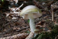 Alertan de casos de intoxicación por hongos silvestres en California