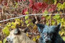 Científicos desmienten el misterio de los “perros azules” de Chernóbil