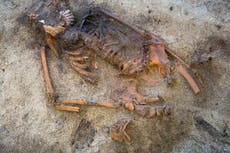 Arqueólogos impactados ante extraña tumba de mujer vikinga con caracolas en la boca