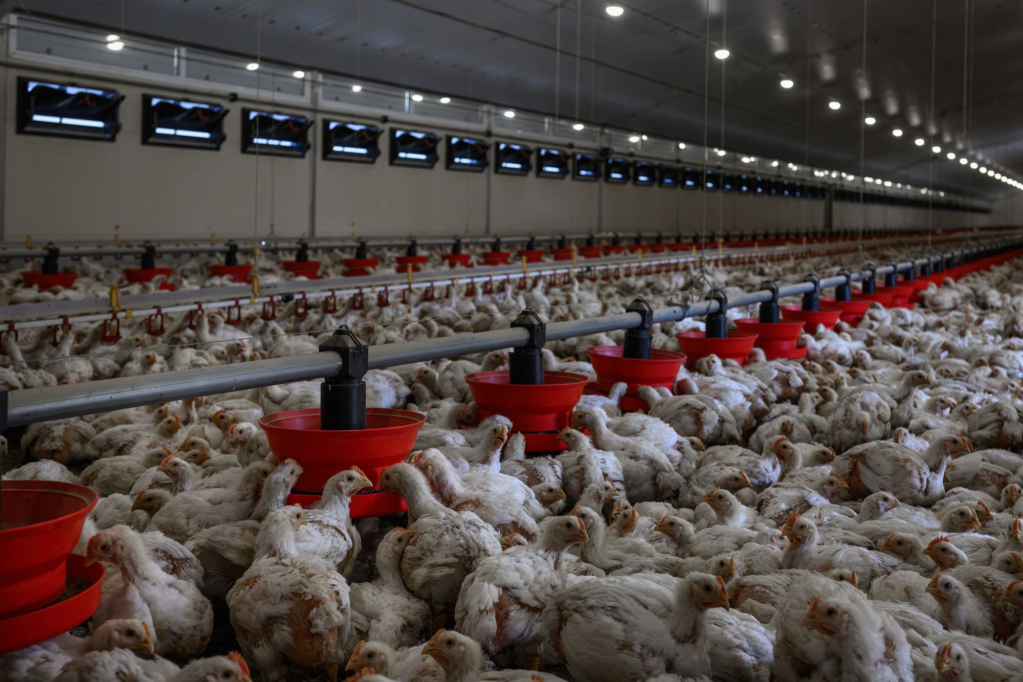 También es rica en minerales esenciales que favorecen el buen funcionamiento del organismo.