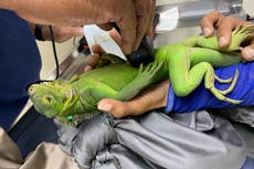 Iguana en peligro de extinción prospera en islote del Caribe