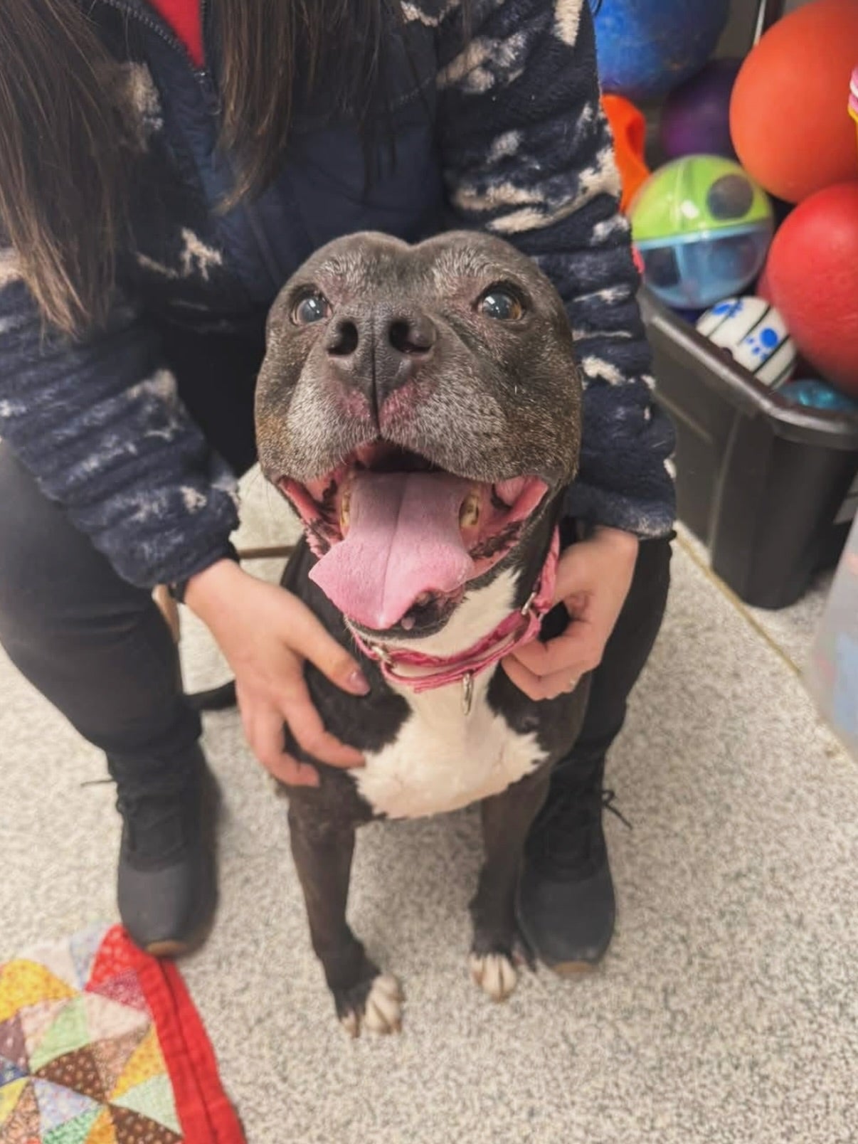 El anuncio de adopción del perro lo describía como un “gigante verdaderamente tierno” que necesitaba un hogar “con alguien que [entendiera] sus necesidades”