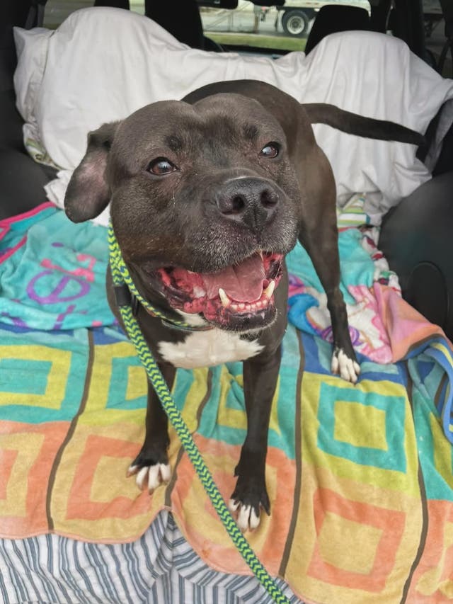 <p>Onyx, un perro mestizo de nueve años, ha sido finalmente adoptado después de siete años en la organización Animal Charity of Ohio del condado de Mahoning, en Ohio, EE. UU.</p>