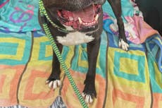 “Milagro navideño”: adoptan finalmente a perro que llevaba siete años en un refugio