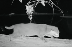 Un felino salvaje que se creía extinto reaparece en Tailandia tras 30 años