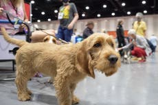 El American Kennel Club añade tres nuevas razas de perros
