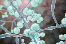 Un hongo letal se vuelve más infeccioso y se está propagando por todo el mundo