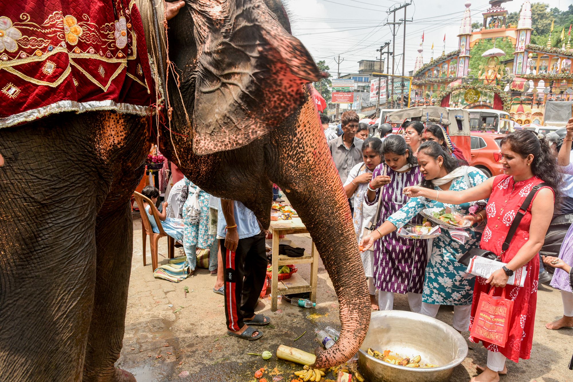 Un elefante mata a 20 personas en un alboroto de varios días antes de desaparecer