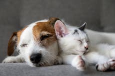 ¿Por qué la muerte de una mascota puede ser tan traumática como la de un ser querido?