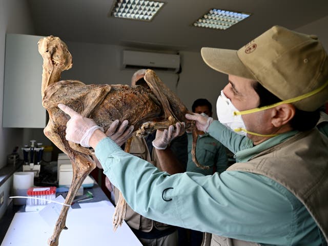 <p>Los investigadores no están seguros de cómo exactamente estos felinos se momificaron, pero las condiciones secas de las cuevas y la temperatura estable podrían haber jugado un papel.</p>