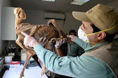 Descubrimiento ‘nunca visto antes’ revela poblaciones perdidas de animal