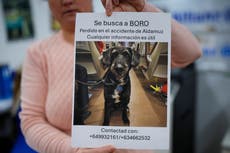 Redes sociales se mueven para dar con Boro, el perro que sobrevivió a accidente de tren en España