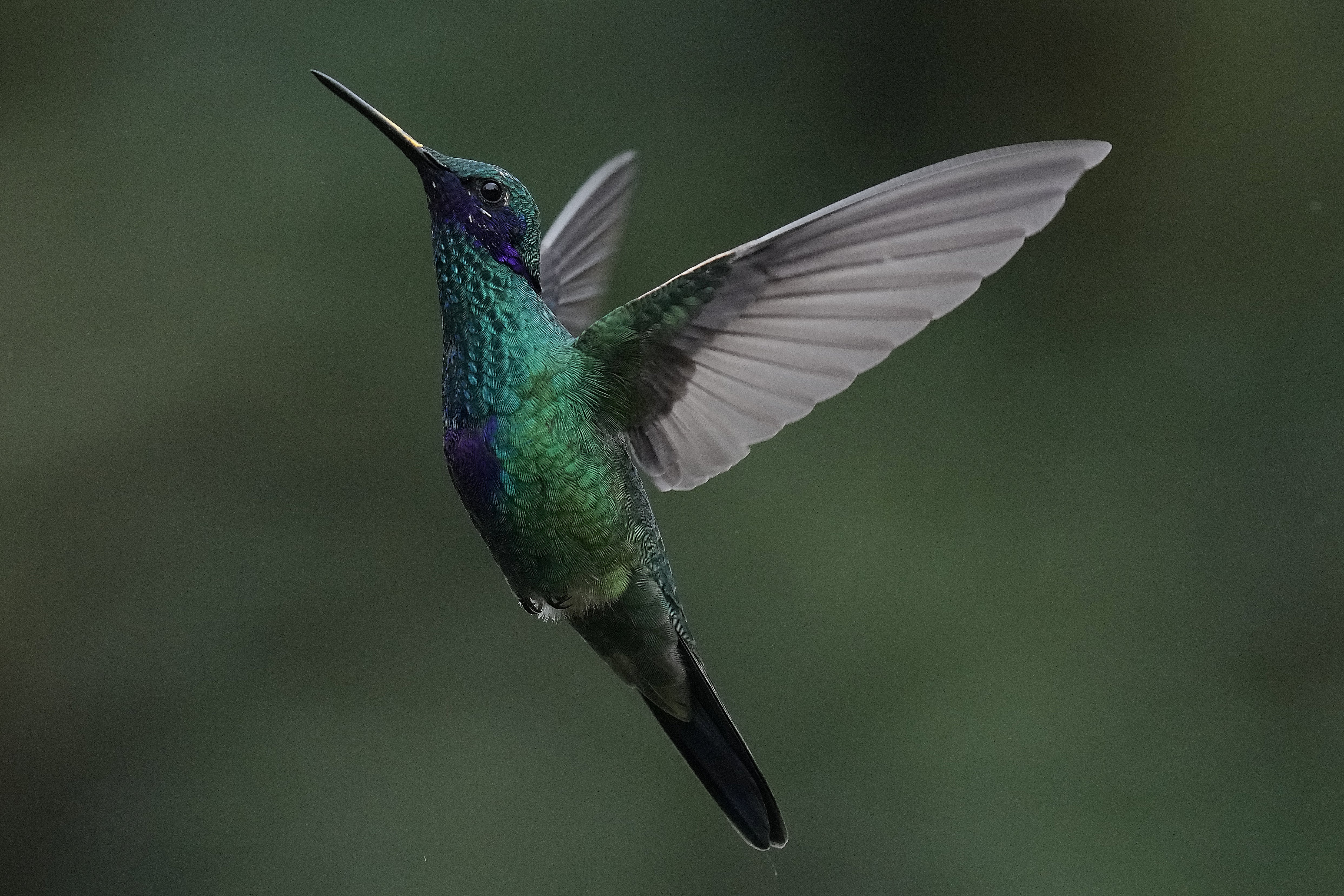 ECUADOR-COLIBRÍES