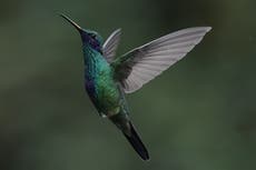 Santuario secreto protege a una de las aves más amenazadas del planeta