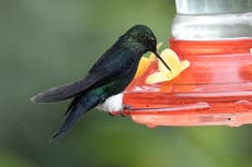 Un rincón de los Andes, último reducto de colibríes que son el emblema de la capital de Ecuador