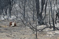 Se reavivan incendios forestales en la Patagonia; más de 30.000 hectáreas afectadas