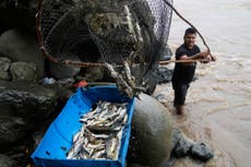 "Subienda", la migración de peces que pescadores artesanales convirtieron en tradición en Colombia