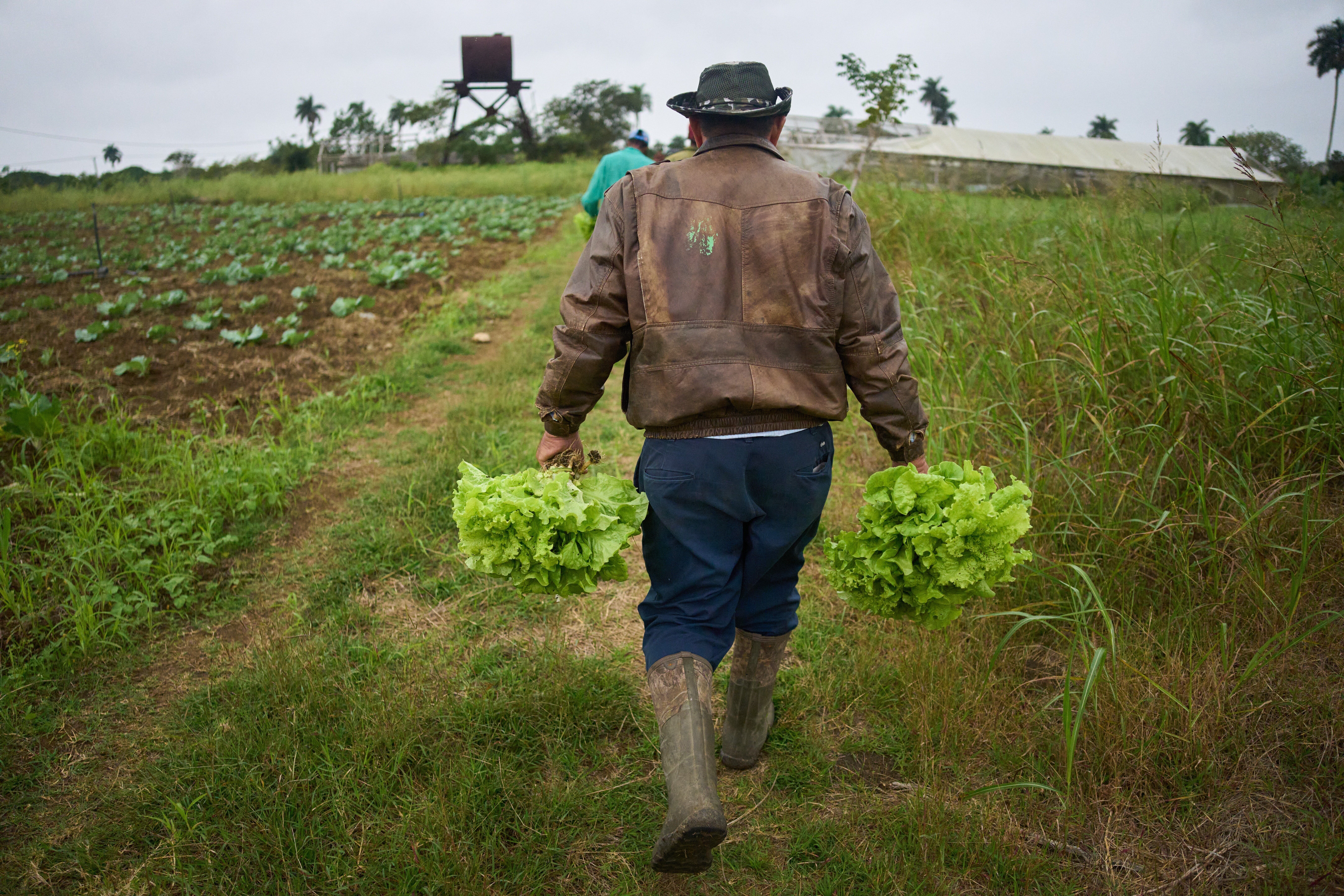 CUBA-AUTOSUFICIENCIA
