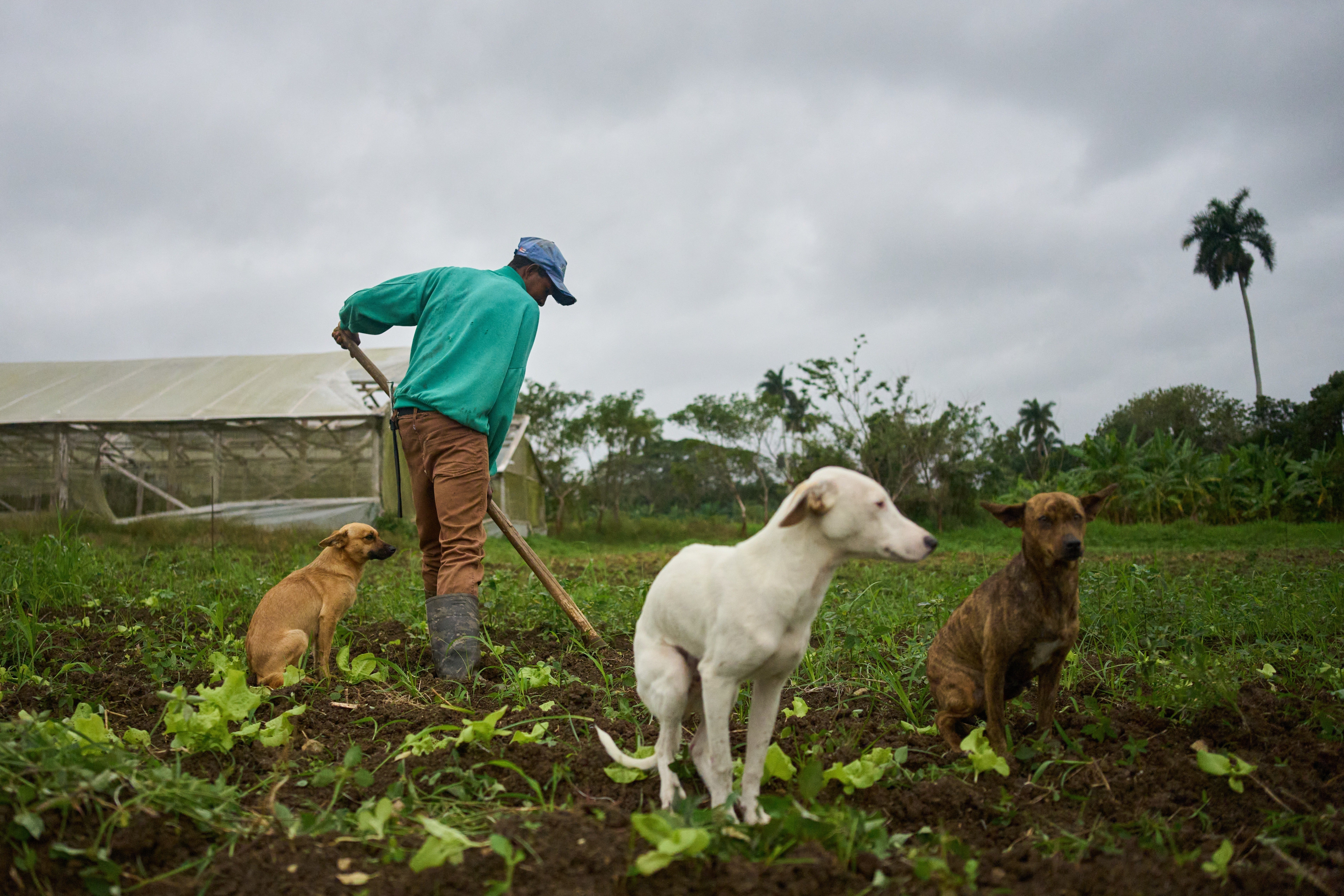 CUBA-AUTOSUFICIENCIA