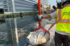 Trump se prepara para instalar una estatua de Colón cerca de la Casa Blanca