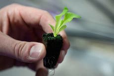 Los huertos caseros son saludables para las personas y el planeta. Conozca cómo tener el suyo