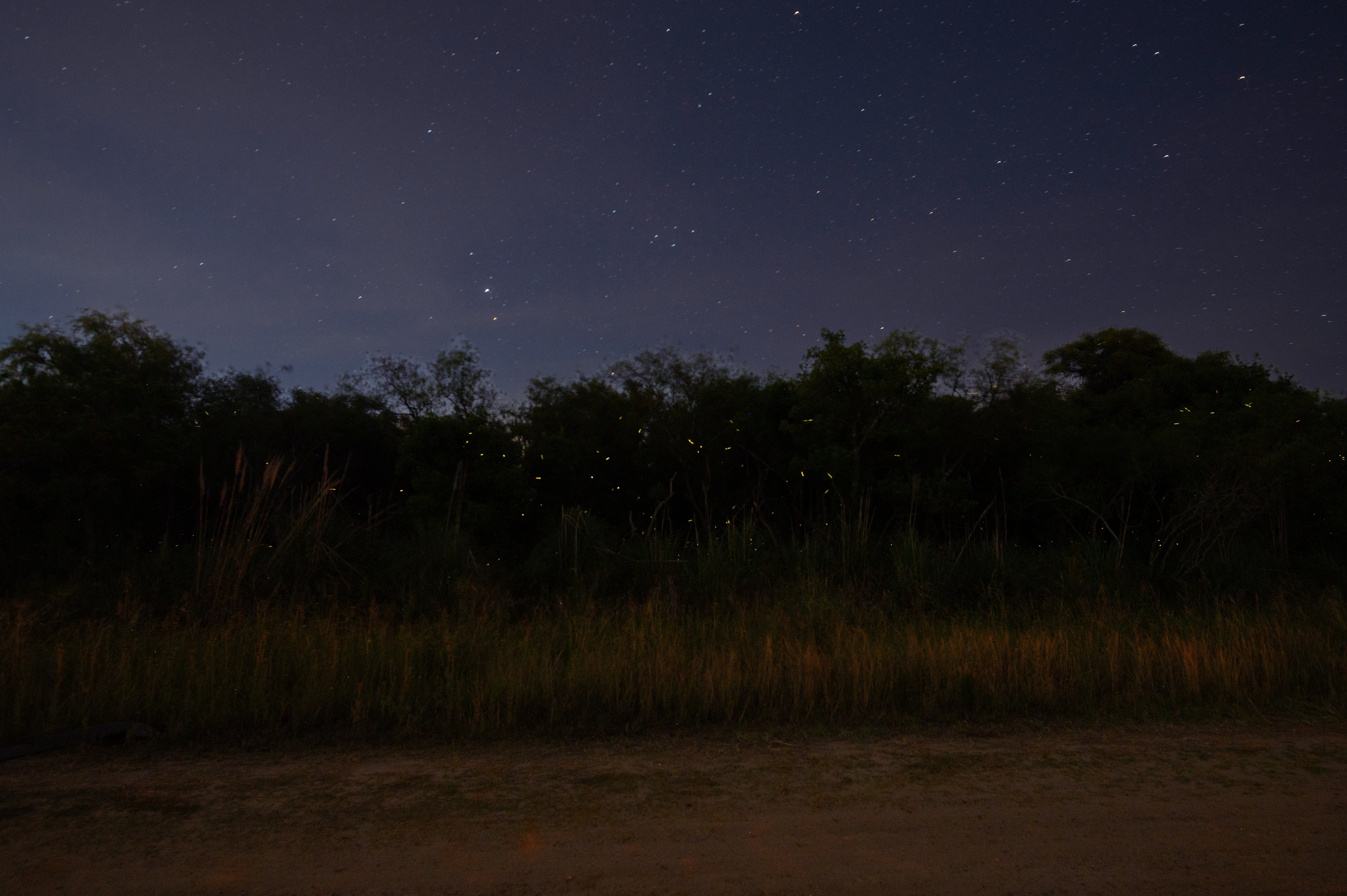 ARGENTINA-LUCIÉRNAGAS