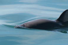 México reduce zona de protección de la vaquita marina para equilibrar la actividad pesquera