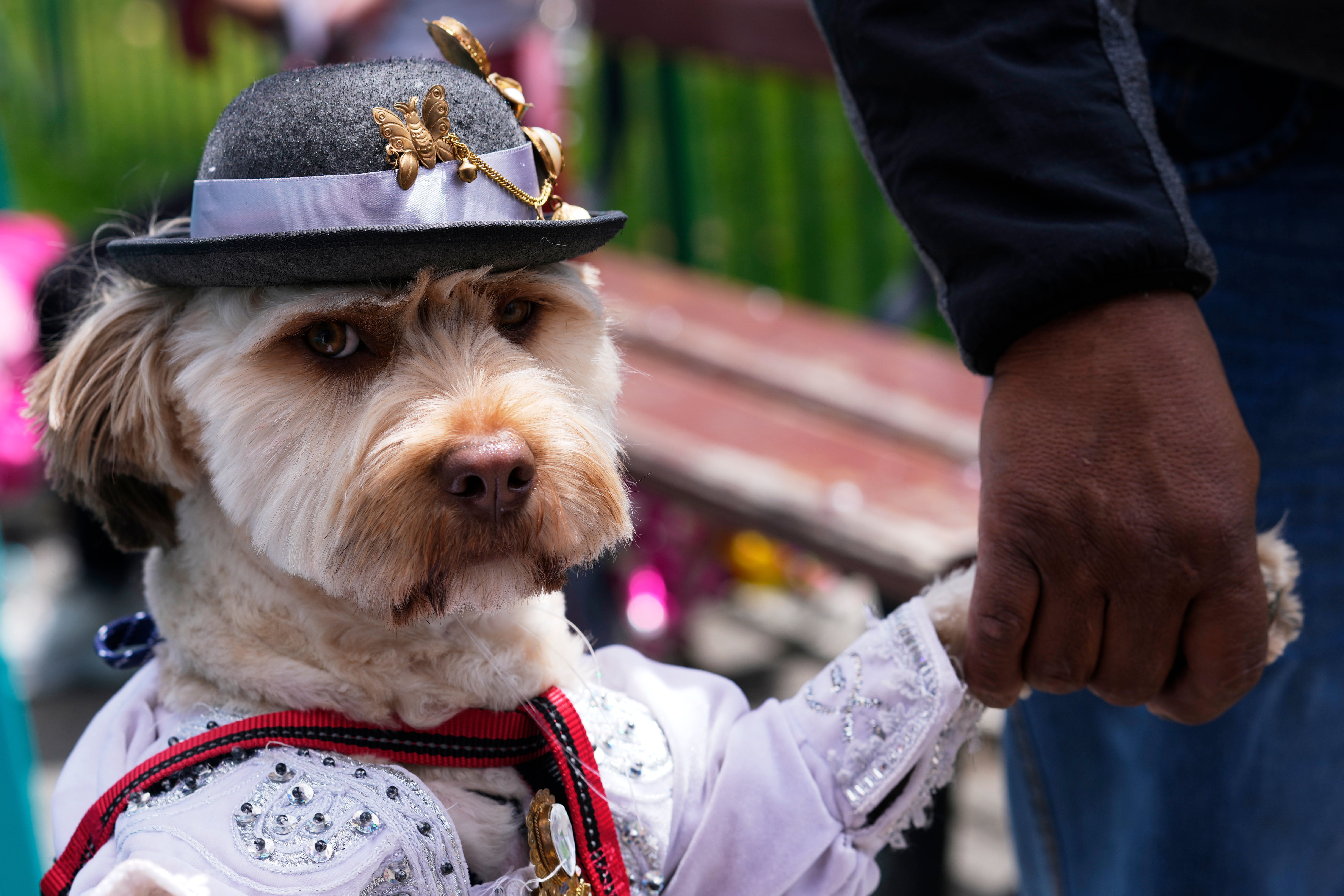 Canes son disfrazados de personajes del carnaval andino boliviano durante desfile