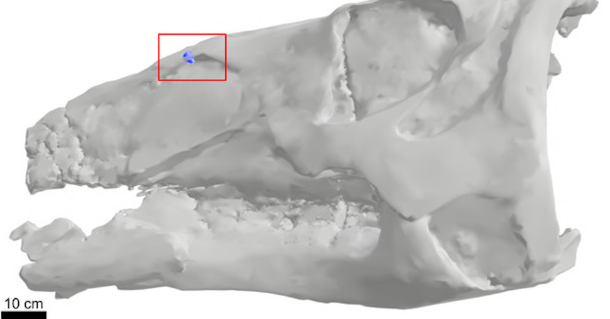 Cráneo de Edmontosaurus con un diente de Tyrannosaurus rex incrustado