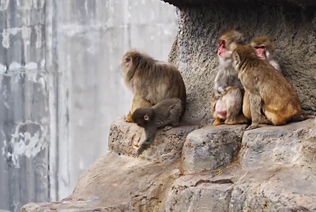 <p>Punch, visto con una nueva tropa. El bebé mono se hizo viral anteriormente después de que su propia madre biológica lo rechazara, y se le vio agarrado fuertemente a un peluche de orangután</p>