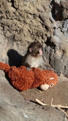 Una cría de macaco llamada Punch es abandonada al nacer en el zoológico de la ciudad japonesa de Ichikawa