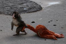 ¿Por qué amamos como amamos? Un monito abrazando un peluche tiene la respuesta