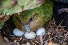 El loro kakapo de Nueva Zelanda podría tener una temporada récord de reproducción