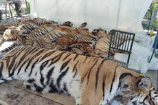 Mueren 72 tigres en una reserva en Tailandia; funcionarios descartan gripe aviar