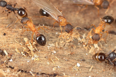 Descubren en Japón una especie de hormiga parásita sin obreras ni machos