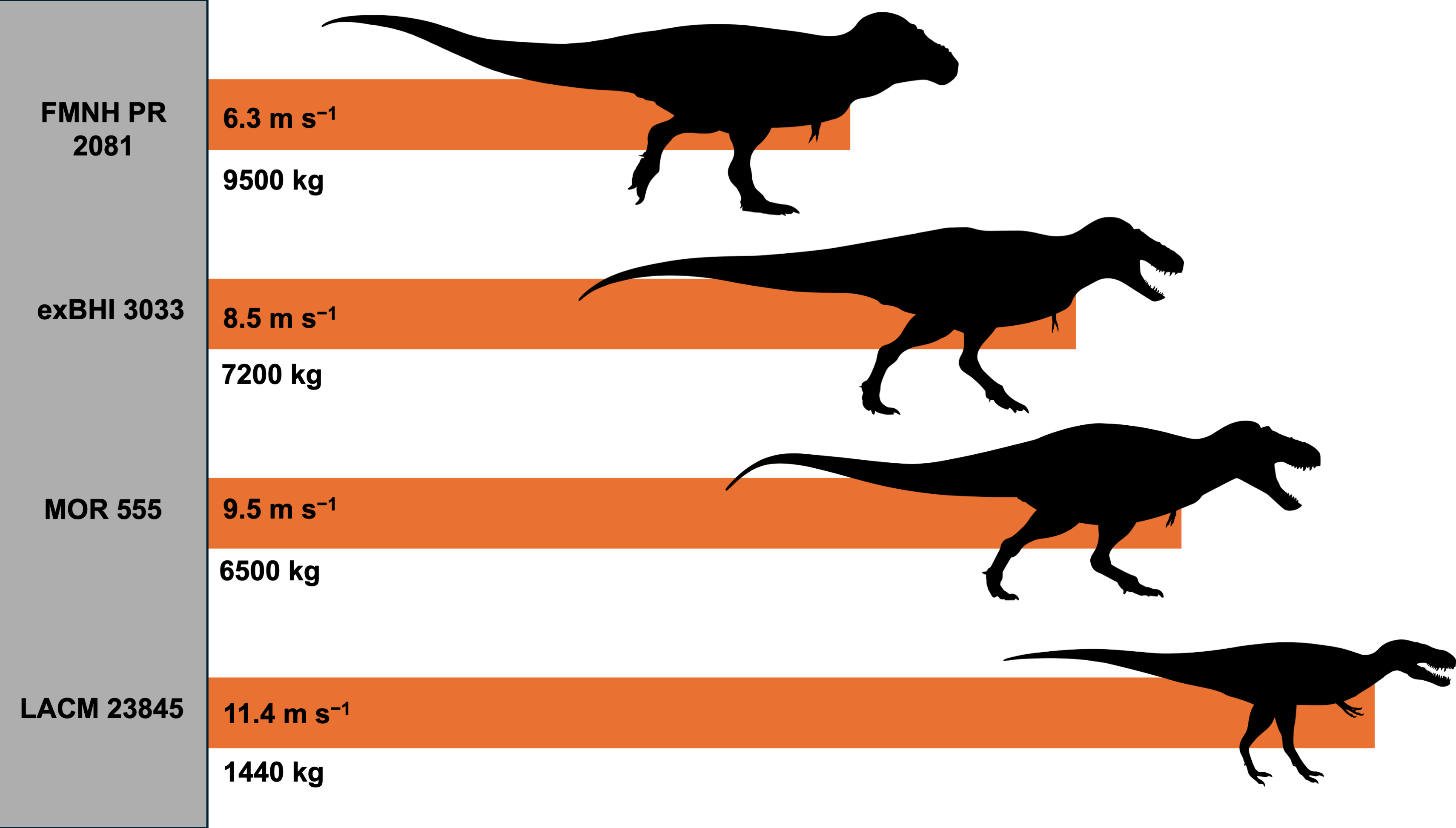 Un diagrama que muestra la velocidad y el peso del t-rex revela que, si pesaba unas 1,4 toneladas, podría haber alcanzado una velocidad máxima de 11,4 m/s