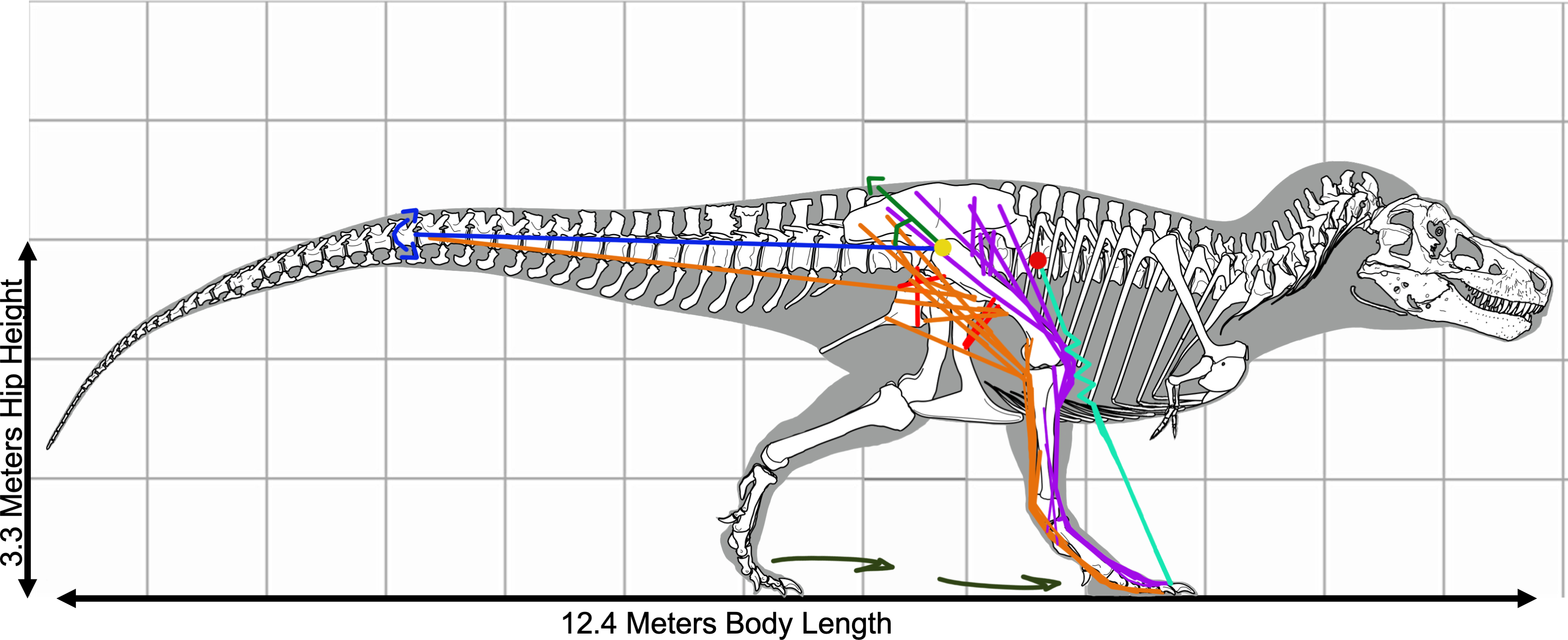 Una representación visual de cómo podría haberse movido un t-rex