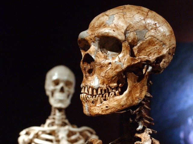 <p> Los seres humanos y los neandertales se acercaban ocasionalmente cuando vivían en las mismas zonas hace decenas de miles de años</p>