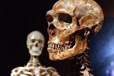 Estudio del ADN neandertal revela una sorprendente preferencia de pareja