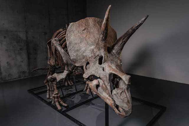 TRICERATOPS ESQUELETO