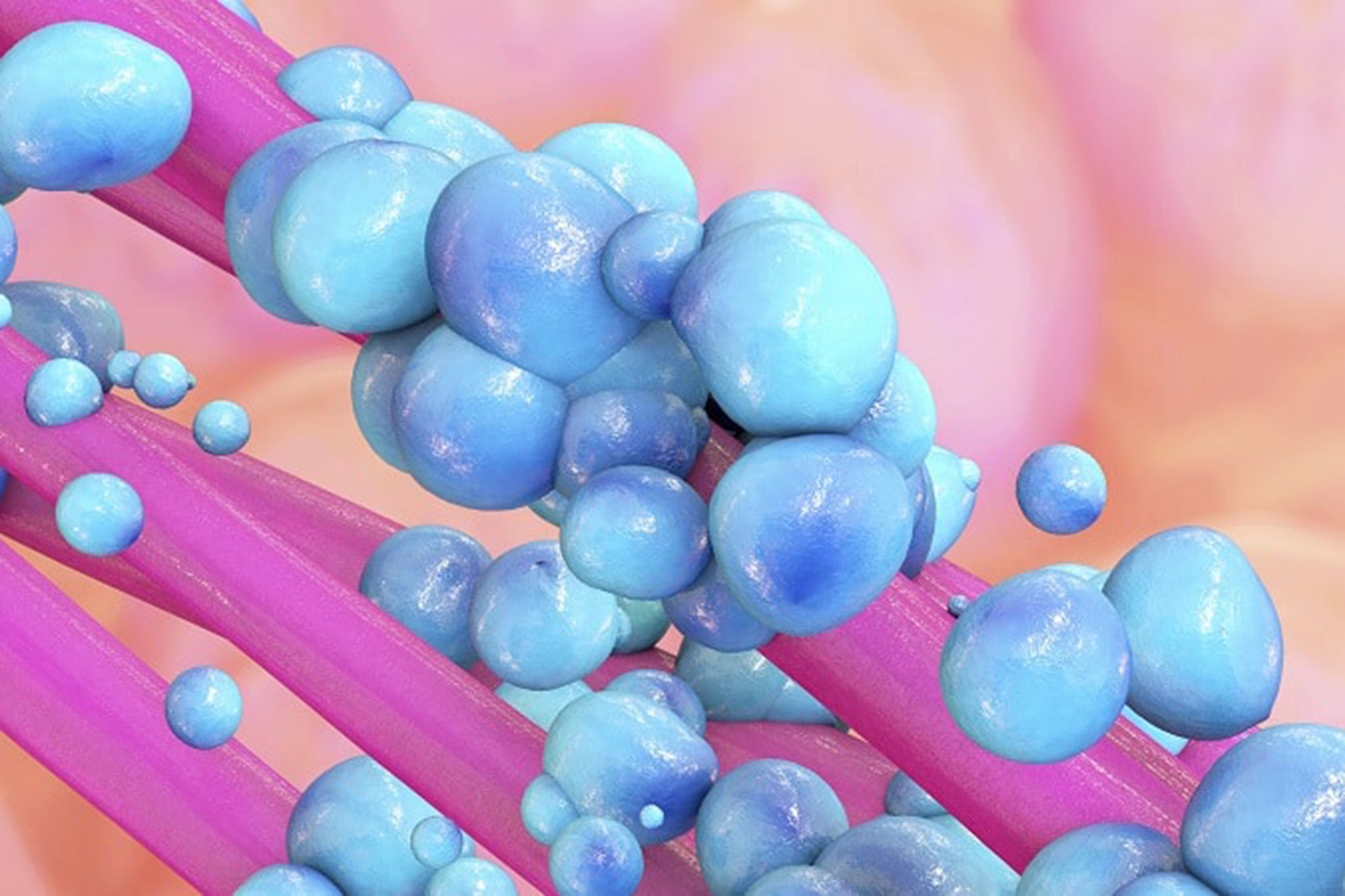 La colibactina en el intestino en una representación tridimensional. No todas las personas que tienen colibactina desarrollan cáncer colorrectal