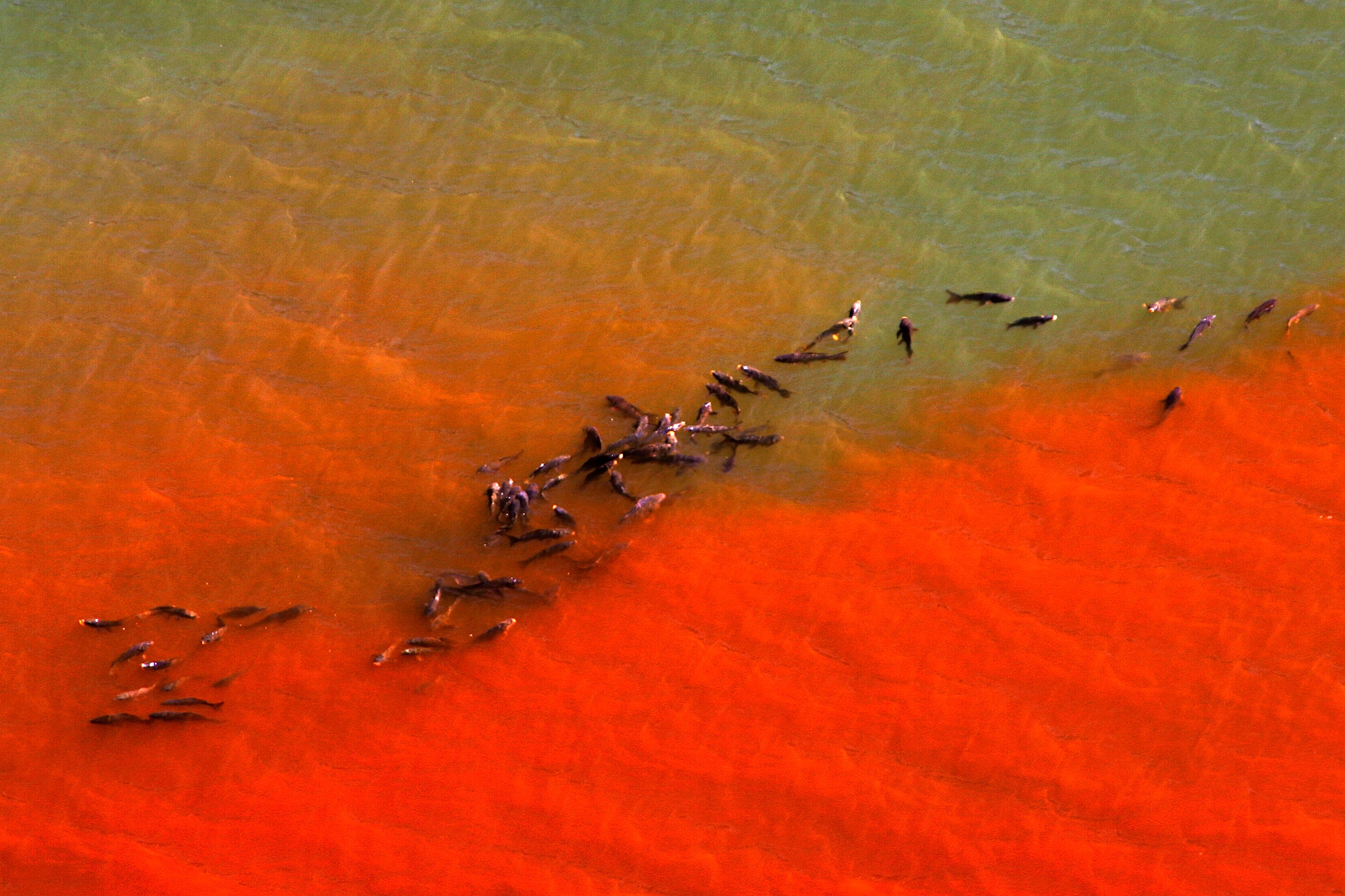En marzo de 2007, los peces se congregaron en las aguas poco profundas del embalse de Morris, casi seco, cerca de Azusa (California, EE. UU.), tras un episodio de El Niño que coincidió con olas de calor sin precedentes en toda California