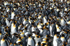 Pingüinos rey son una de las pocas especies que se beneficia del calentamiento global.