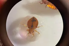 Hallazgo accidental revela el “simple truco” que ahuyenta a las chinches