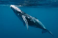 Misterioso sonido de ballena grabado hace décadas revela secretos del mar