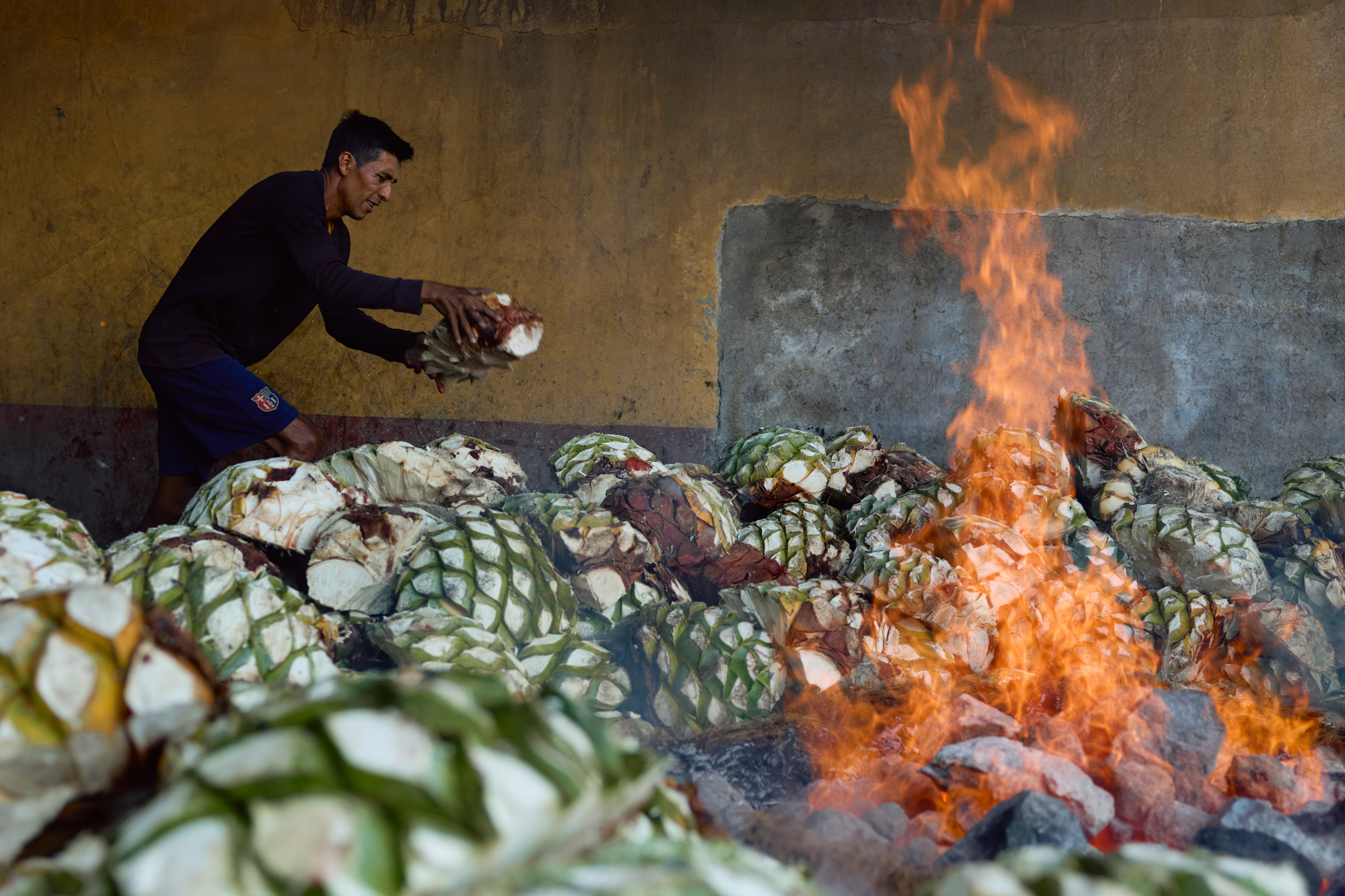 MÉXICO-MEZCAL-DEFORESTACIÓN