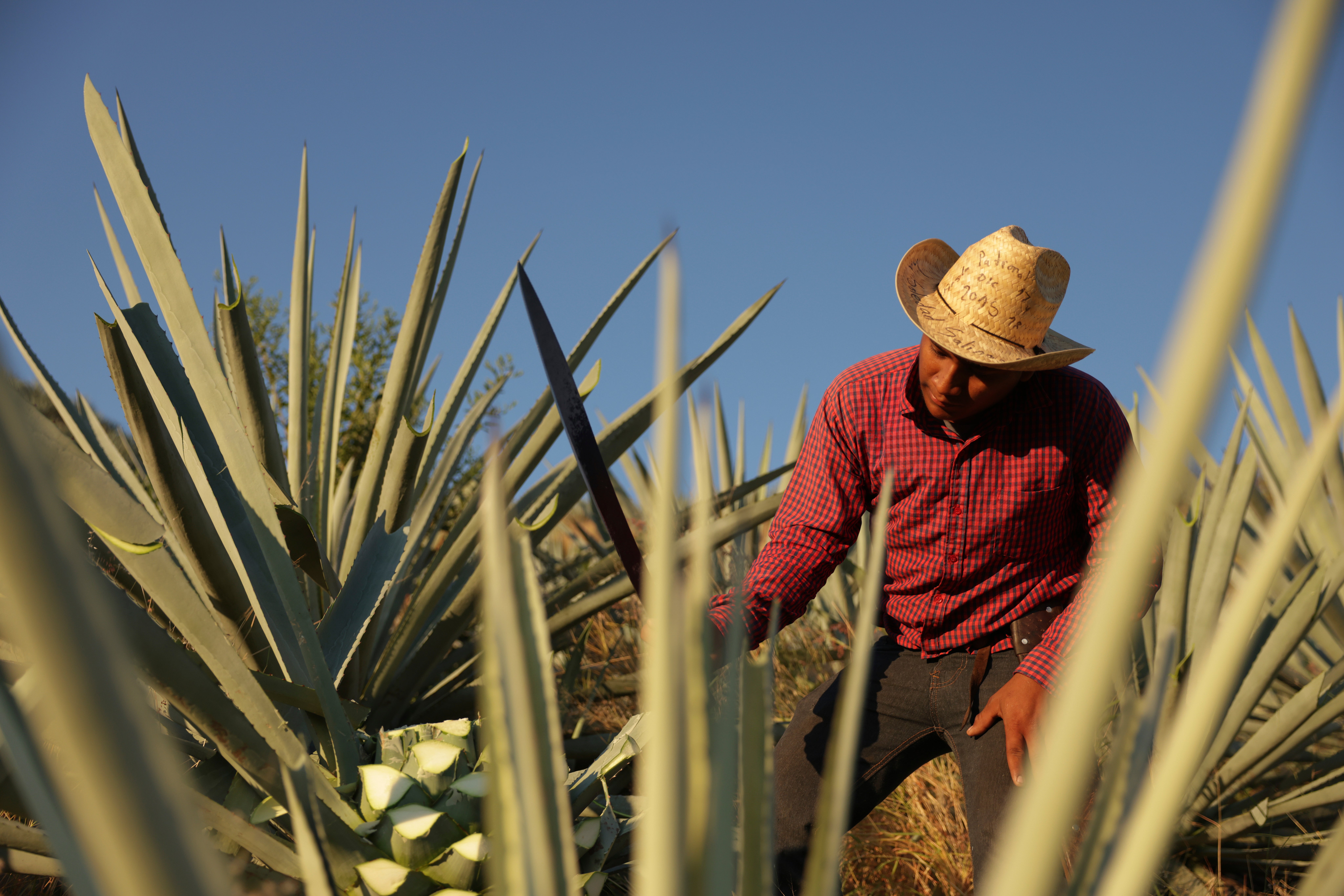 MÉXICO-MEZCAL-ELABORACIÓN