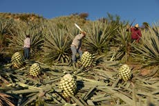 Así se hace en México el mezcal, una bebida cada vez más popular