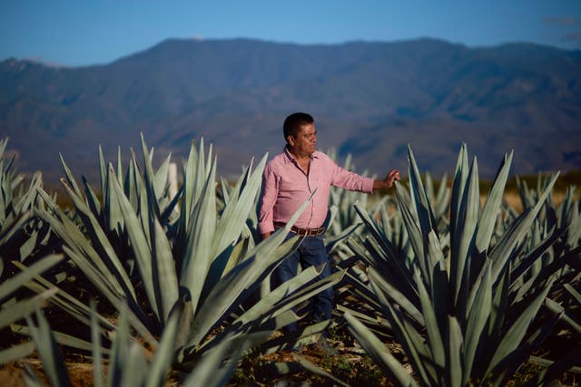 MÉXICO-MEZCAL-PRODUCTORES