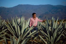 Productores de mezcal en Oaxaca hablan del auge de esta bebida